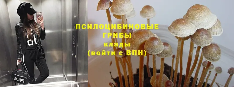 Галлюциногенные грибы Psilocybe  Комсомольск 